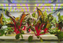 La agricultura vertical multiplica rendimientos y reduce el uso de agua