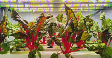 La agricultura vertical multiplica rendimientos y reduce el uso de agua