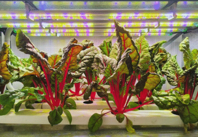 La agricultura vertical multiplica rendimientos y reduce el uso de agua La agricultura vertical multiplica rendimientos y reduce el uso de agua