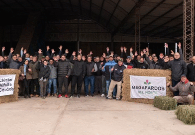 La alfalfa argentina busca blindarse del clima con tecnología de secado.