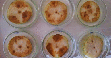 Identifican una enfermedad bacteriana que afecta a peras y manzanas Identifican una enfermedad bacteriana que afecta a peras y manzanas