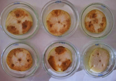 Identifican una enfermedad bacteriana que afecta a peras y manzanas Identifican una enfermedad bacteriana que afecta a peras y manzanas