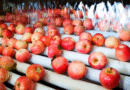 El 31 de agosto cierra inscripción en RENSPA y adhesión a programas de Exportación de Frutas Frescas
