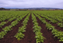 La fertilización foliar potencia el rendimiento de los cultivos