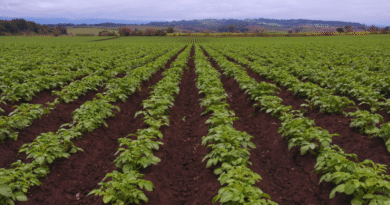 La fertilización foliar potencia el rendimiento de los cultivos