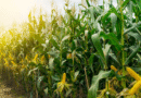 50 años de ciencia y tecnología para pensar el futuro del cultivo