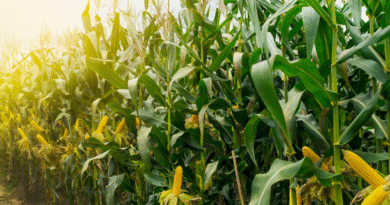 50 años de ciencia y tecnología para pensar el futuro del cultivo
