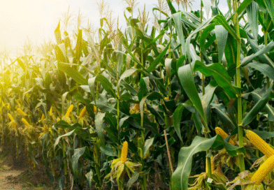 50 años de ciencia y tecnología para pensar el futuro del cultivo 50 años de ciencia y tecnología para pensar el futuro del cultivo