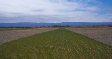 La alfalfa aumenta hasta 25 % las reservas de carbono en suelos semiáridos