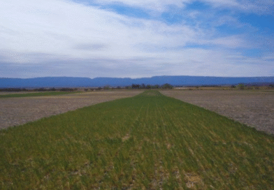 La alfalfa aumenta hasta 25 % las reservas de carbono en suelos semiáridos La alfalfa aumenta hasta 25 % las reservas de carbono en suelos semiáridos