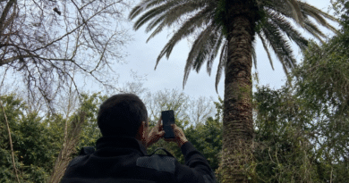 Se amplía el área bajo emergencia fitosanitaria por Picudo rojo de las palmeras