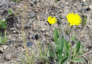 Prevención de Pilosella officinarum una maleza invasora que compromete los pastizales Prevención de Pilosella officinarum una maleza invasora que compromete los pastizales