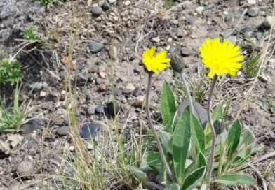 Prevención de Pilosella officinarum una maleza invasora que compromete los pastizales Prevención de Pilosella officinarum una maleza invasora que compromete los pastizales