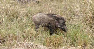 Desafíos de la inocuidad alimentaria: Incorporación segura de carne silvestre en el mercado
