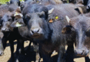 Corrientes impulsa la producción de búfalos