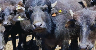 Corrientes impulsa la producción de búfalos