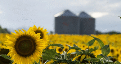 Se acelera la siembra de maíz temprano y girasol