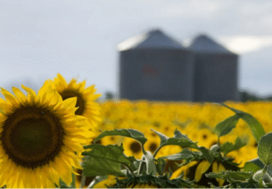 Se acelera la siembra de maíz temprano y girasol