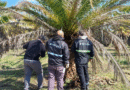Picudo rojo de las palmeras: Continúan los monitoreos preventivos en viveros de Buenos Aires Picudo rojo de las palmeras: Continúan los monitoreos preventivos en viveros de Buenos Aires
