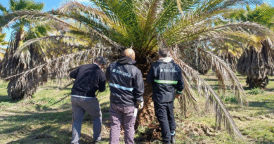 Picudo rojo de las palmeras: Continúan los monitoreos preventivos en viveros de Buenos Aires Picudo rojo de las palmeras: Continúan los monitoreos preventivos en viveros de Buenos Aires