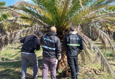 Picudo rojo de las palmeras: Continúan los monitoreos preventivos en viveros de Buenos Aires Picudo rojo de las palmeras: Continúan los monitoreos preventivos en viveros de Buenos Aires