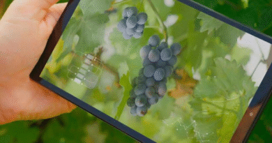 Avanza la transformación digital de la vitivinicultura argentina Avanza la transformación digital de la vitivinicultura argentina