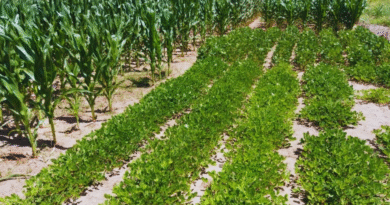 Evalúan cuatro cultivos de verano frente a la variabilidad del clima y del suelo Evalúan cuatro cultivos de verano frente a la variabilidad del clima y del suelo
