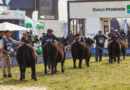 Cuenta regresiva para la Semana Angus de Primavera: lo mejor de la ganadería nacional estará en Cañuelas