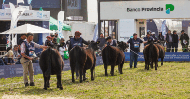 Cuenta regresiva para la Semana Angus de Primavera: lo mejor de la ganadería nacional estará en Cañuelas