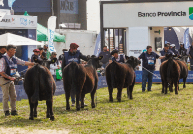 Cuenta regresiva para la Semana Angus de Primavera: lo mejor de la ganadería nacional estará en Cañuelas Cuenta regresiva para la Semana Angus de Primavera: lo mejor de la ganadería nacional estará en Cañuelas