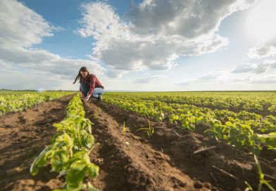 Una variable vinculada al clima podría cambiar los planes de los agricultores, que sembrarían más soja y menos maíz Una variable vinculada al clima podría cambiar los planes de los agricultores, que sembrarían más soja y menos maíz
