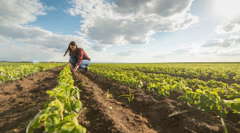 Una variable vinculada al clima podría cambiar los planes de los agricultores, que sembrarían más soja y menos maíz Una variable vinculada al clima podría cambiar los planes de los agricultores, que sembrarían más soja y menos maíz
