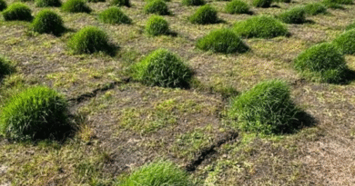 Pasto Nilo: el INTA Corrientes busca acelerar su implantación para mejorar su aprovechamiento ganadero