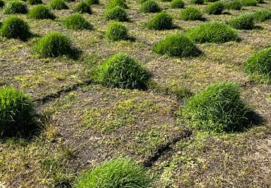Pasto Nilo: el INTA Corrientes busca acelerar su implantación para mejorar su aprovechamiento ganadero