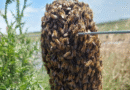 Enjambres de abejas: Claves para actuar en la vía pública y domicilios particulares
