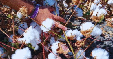 España evaluará 12 variedades de algodón argentino
