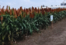 La fertilización nitrogenada mejora el desempeño del sorgo en suelos con restricciones