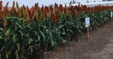 La fertilización nitrogenada mejora el desempeño del sorgo en suelos con restricciones La fertilización nitrogenada mejora el desempeño del sorgo en suelos con restricciones