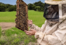 Alertan sobre la necesidad de fortalecer la vigilancia sanitaria de las abejas