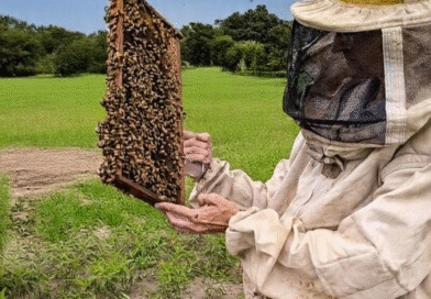 Alertan sobre la necesidad de fortalecer la vigilancia sanitaria de las abejas