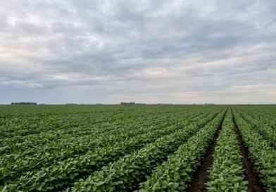 Campaña gruesa: el Niño obliga a ajustar el manejo de los lotes