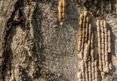 Se refuerza la prevención para evitar el ingreso de la mosca linterna manchada Se refuerza la prevención para evitar el ingreso de la mosca linterna manchada