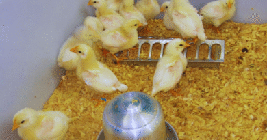 Desarrollan una vacuna contra la bronquitis infecciosa aviar
