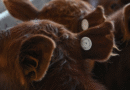 Se amplía la libertad para comercializar dispositivos de identificación electrónica animal