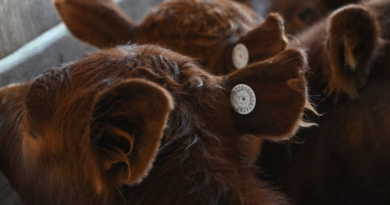 Se amplía la libertad para comercializar dispositivos de identificación electrónica animal