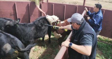 Se fiscalizó la sanidad de 1.138 animales durante las exposiciones rurales de primavera en Río Negro