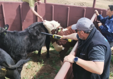Se fiscalizó la sanidad de 1.138 animales durante las exposiciones rurales de primavera en Río Negro