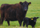 La nutrición de la vaca puede definir el futuro productivo del ternero