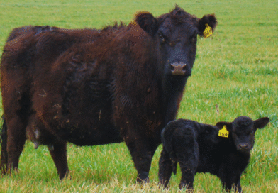 La nutrición de la vaca puede definir el futuro productivo del ternero