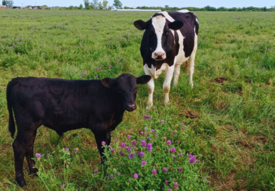Carne derivada del tambo: cruzamientos estratégicos para agregar valor